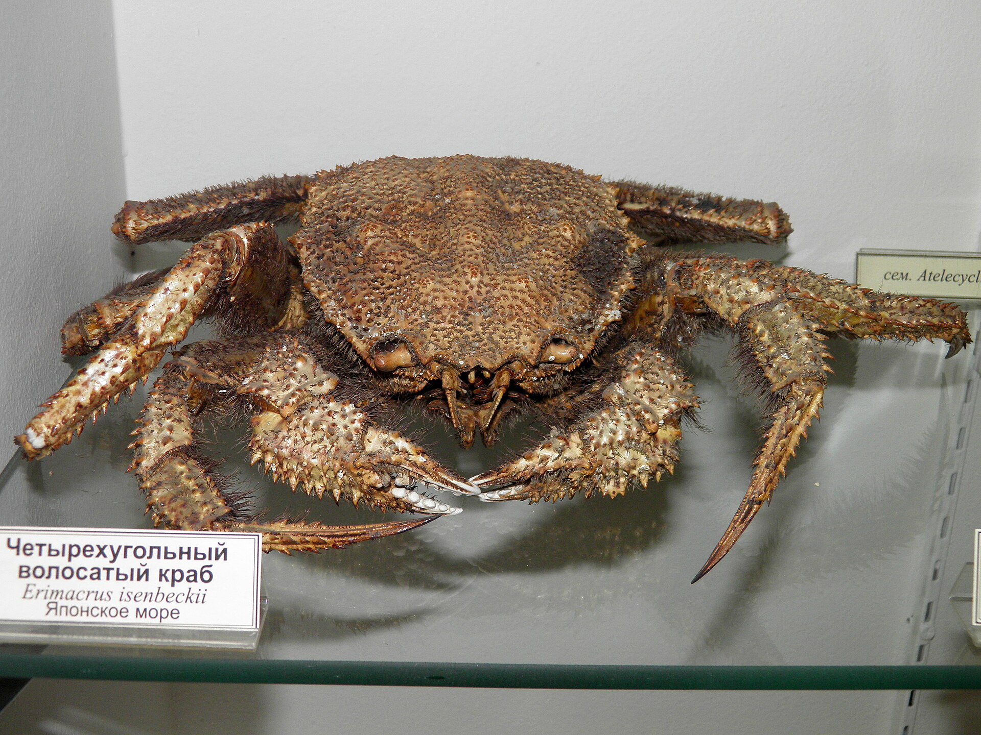 Hokkaido Kegani