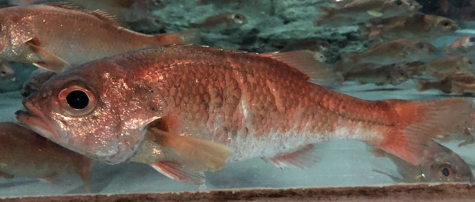 Nodoguro
