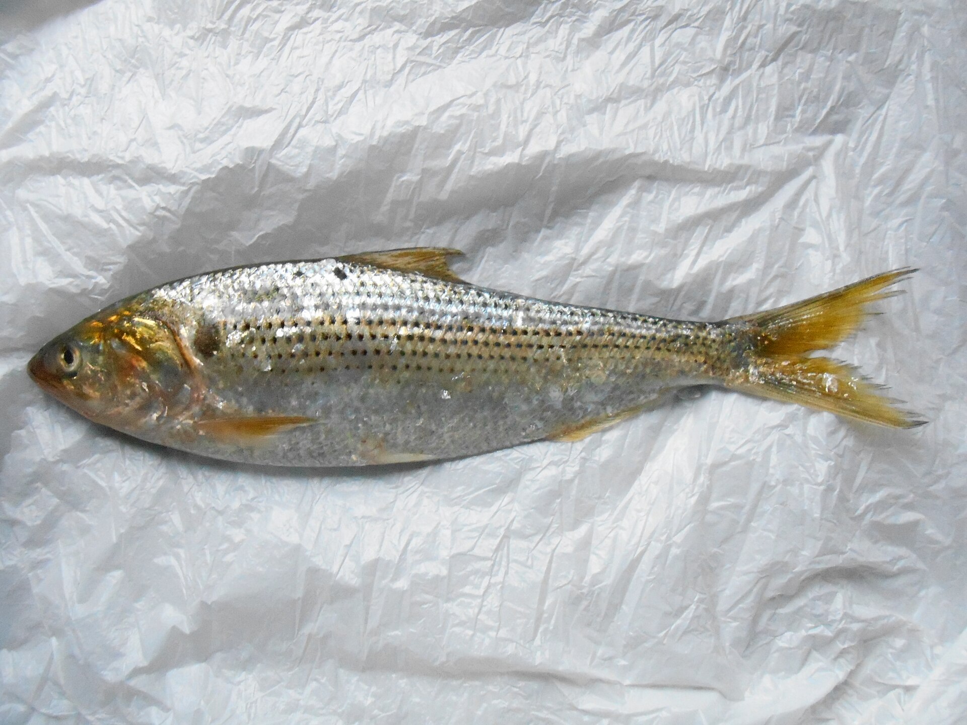 Shinko